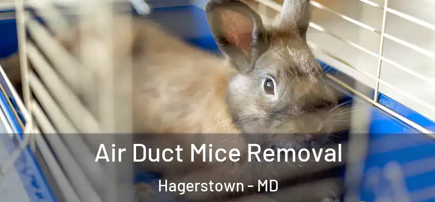 Air Duct Mice Removal Hagerstown - MD