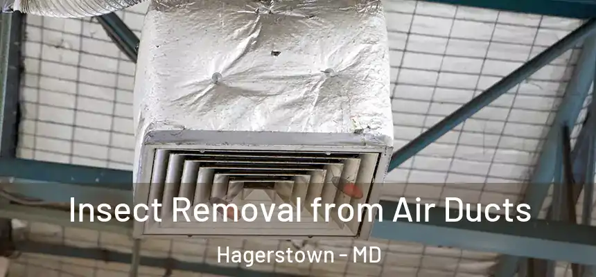 Insect Removal from Air Ducts Hagerstown - MD